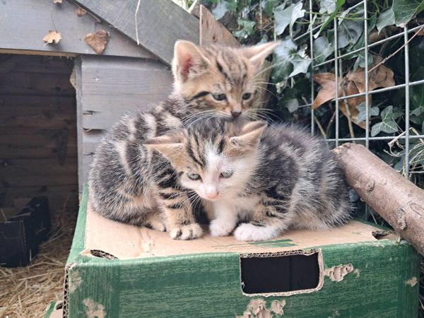 Kittens - Main image