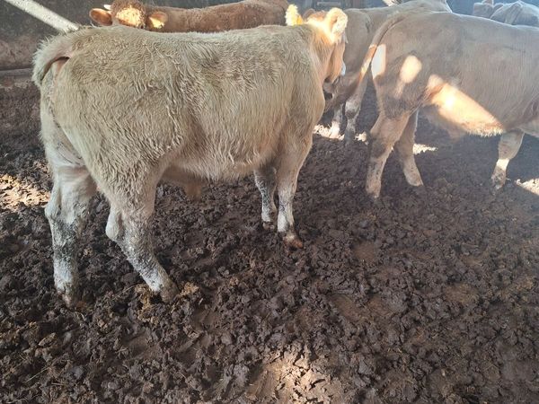 Charolais bullocks - Main image