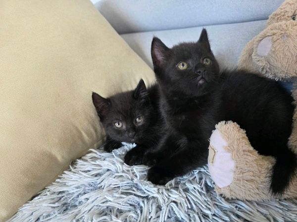 Lovely kittens for sale. - Main image