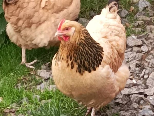Poultry - Main image