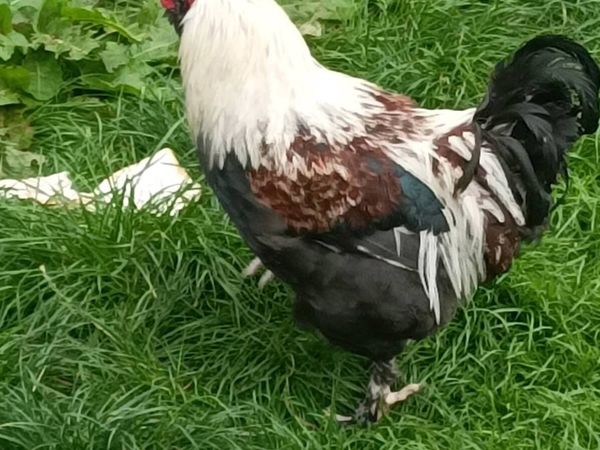 Poultry - Main image