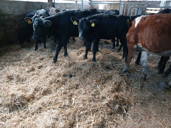 15 weaned heifers - Main image