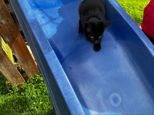 Kittens and cats - Main image