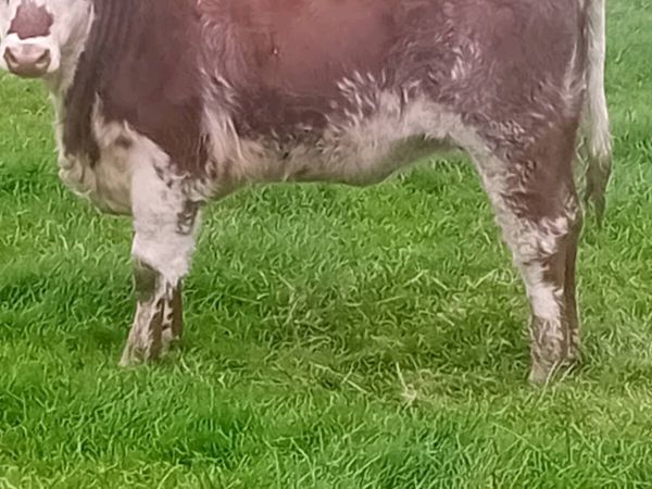 Maiden heifers - Main image