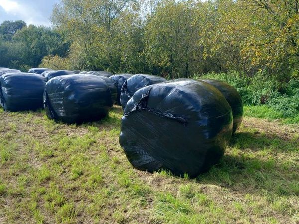 2nd Cut silage bales - Main image