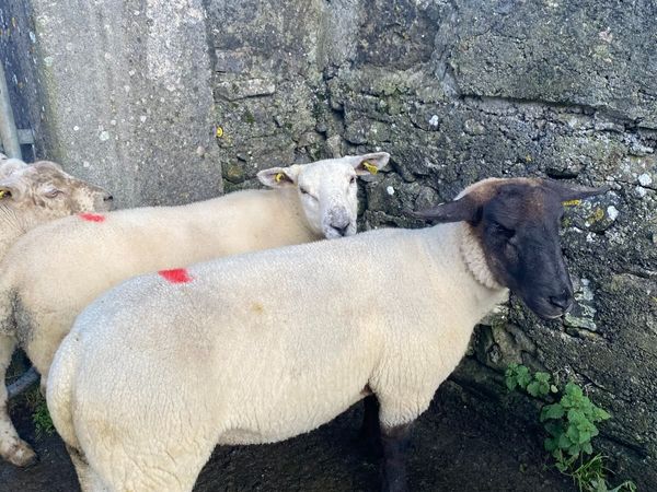 Ewe Hoggets - Main image