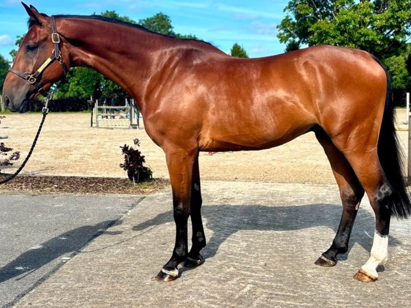 17h, 4 yo gelding x Eldorado x Crown Z x Cathargo - Main image