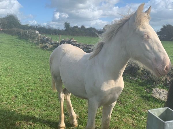 Cremello Colt Foal - Main image