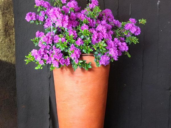 Azalea Sale - Main image