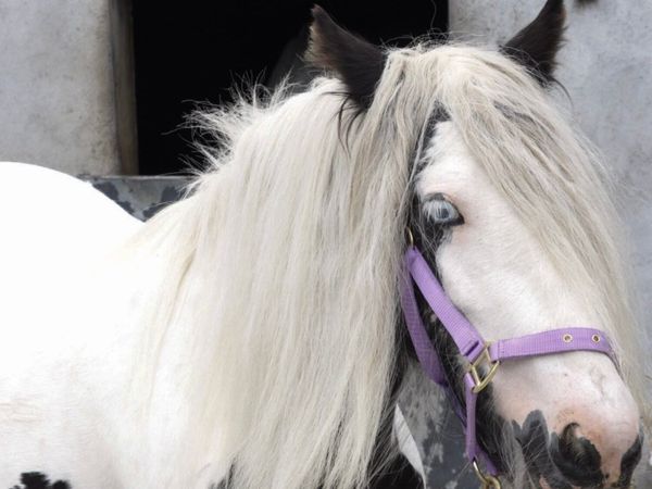 Fabulous 4 year old Cob filly - Main image