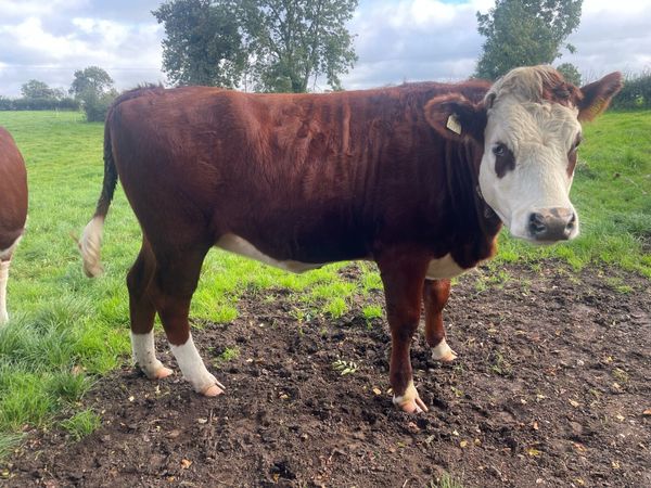 Bulling heifers - Main image