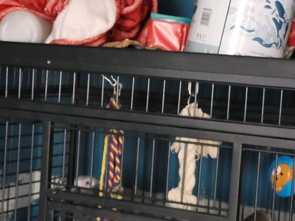 Parrot - Main image