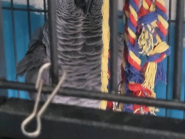 Parrot - Main image