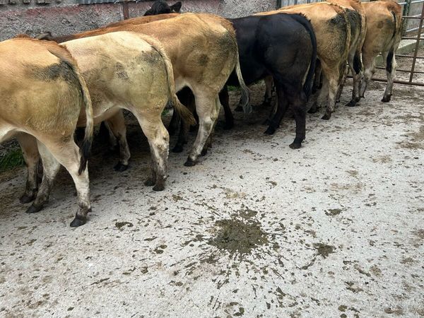 Quality u grade parthensise heifers - Main image