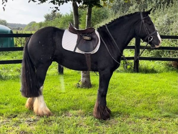 🐴🐴Mary-Jane🐴🐴 - Main image