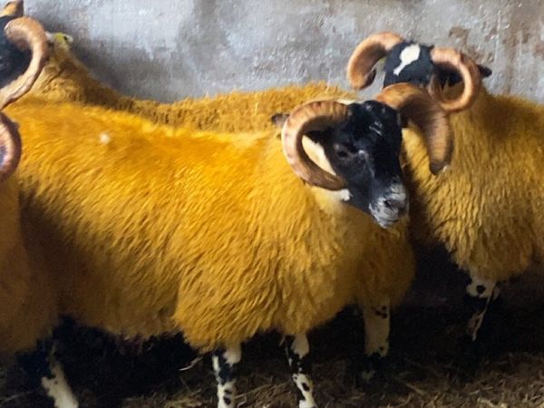 PB Lanark ram lambs for sale - Main image