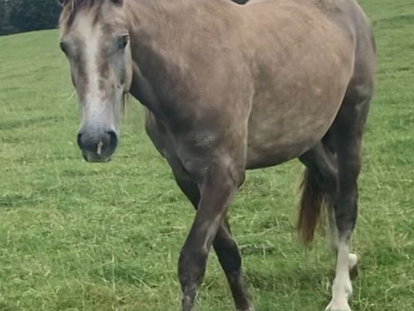 Filly4sale - Main image