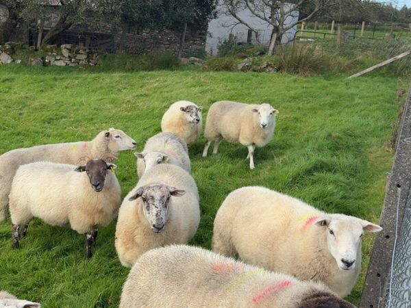 Hogget ewes - Main image