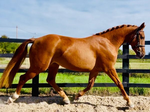 Small Hunter / Intermediate WHP Prospect - Main image