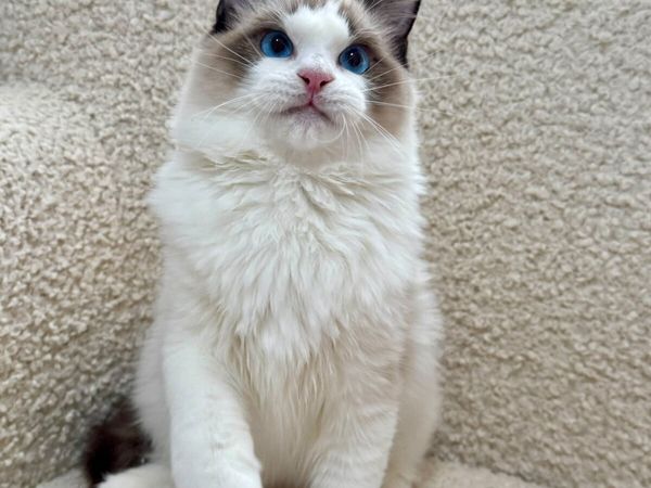 Ragdoll kitten - Main image