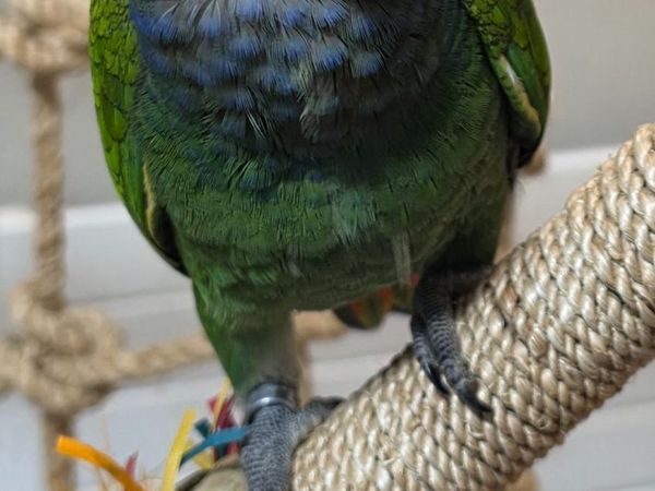 Pionus Blue Headed - Main image