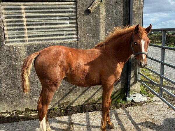Classy Castlelawn Emerald Filly - Main image