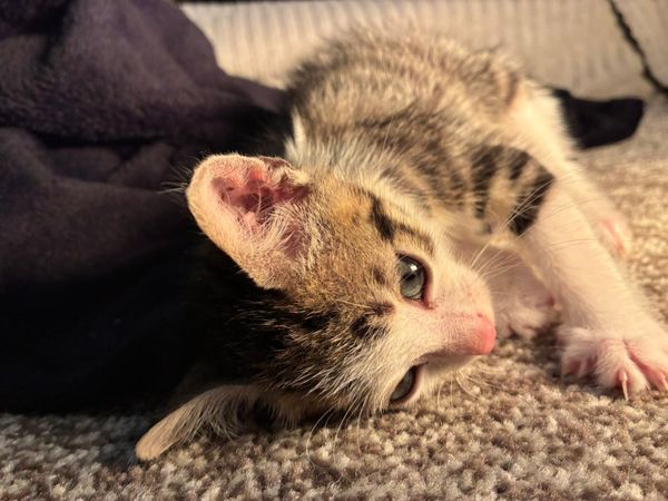 Kittens - Main image