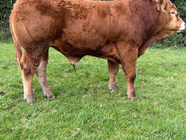 5 Star 🌟 Pedigree Limousin Bull - Main image