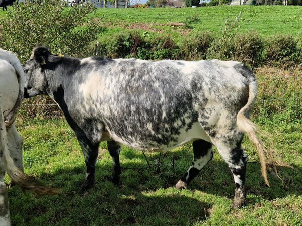 Heifers - Main image