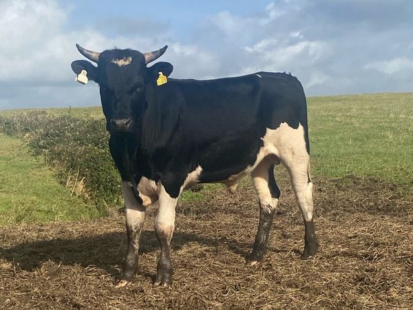 ⭐️11 super British Freisian bulls⭐️ - Main image