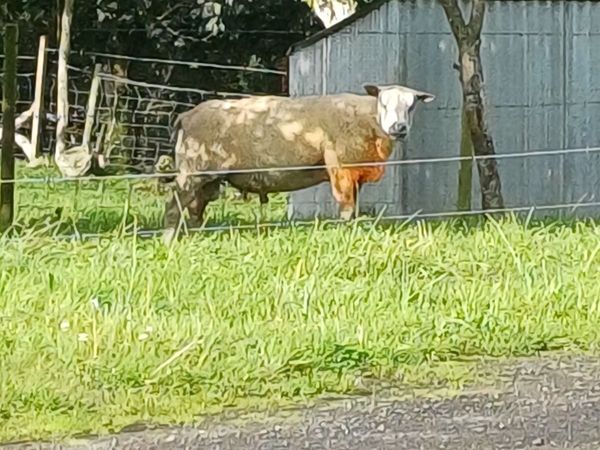 Sheep - Main image