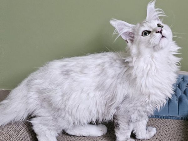 Maine coon female - Main image