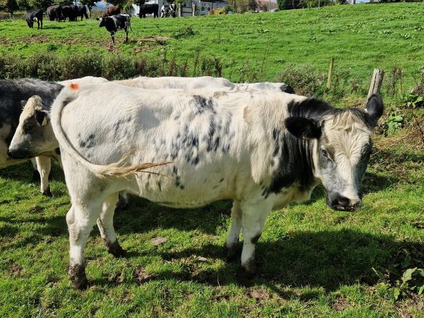 Heifers - Main image
