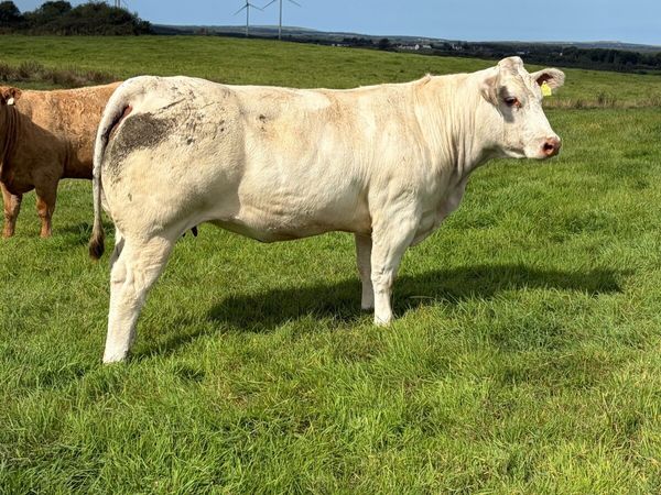 SUPERB IN CALF HEIFERS FOR SALE - Ennis 06 Oct - Main image