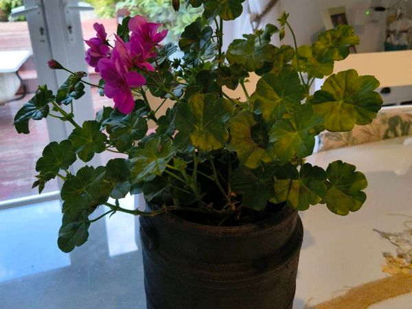 Indoor plant - Main image