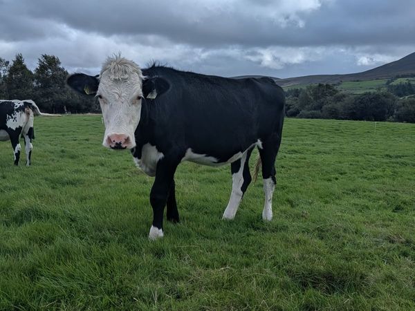 Heifers - Main image