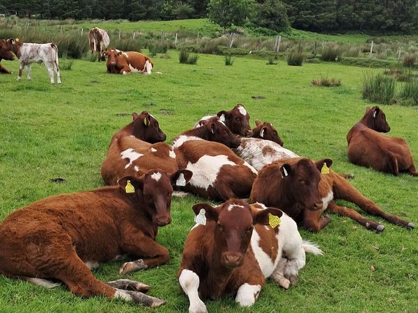 Beef cattle - Main image