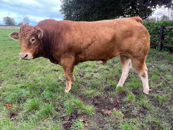 Pb reg LM Bull - Main image