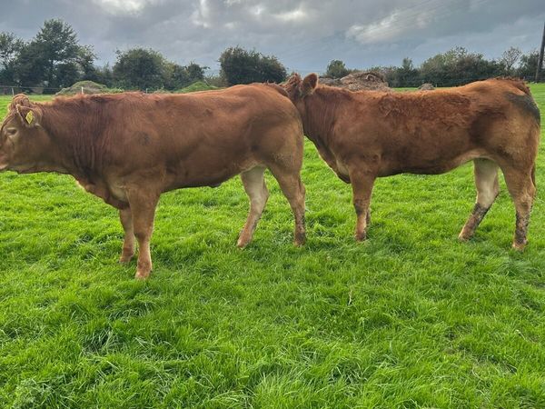 2 quality u grade heifers - Main image