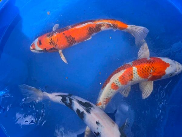Koi carp and pond equipment eq - Main image