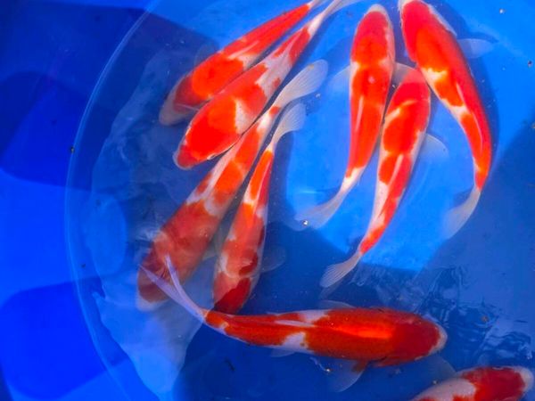 Koi carp and pond equipment eq - Main image