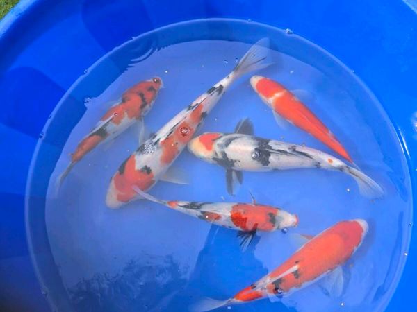 Koi carp and pond equipment eq - Main image