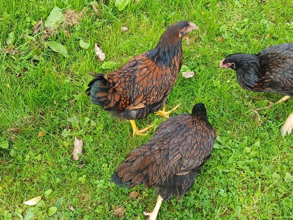 Double laced Barnevelder pullets for €15 each - Main image