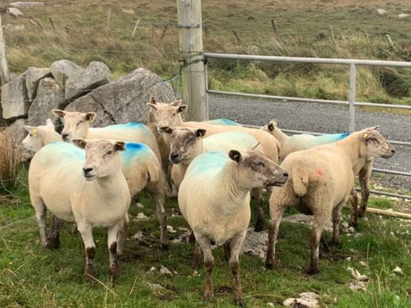 Texel x Ewe Hoggets - Main image