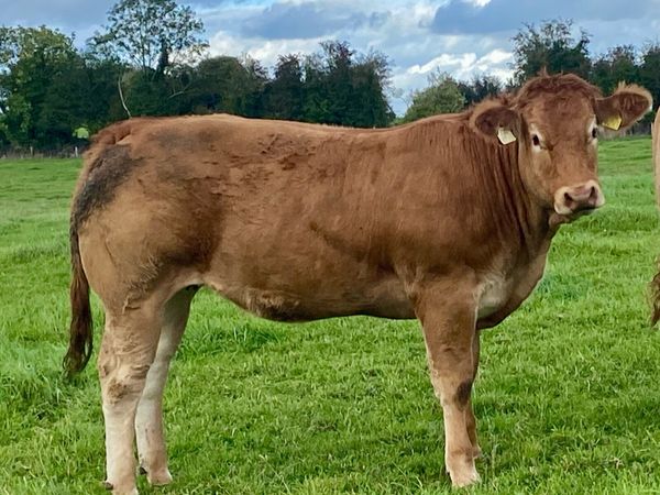 Special Pedigree Graiggoch Rambo heifer - Main image