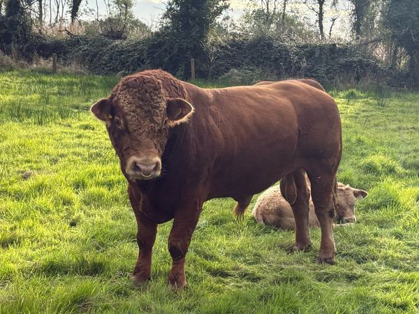 Superb pedigree 4 year old Limousin Zag bull - Main image