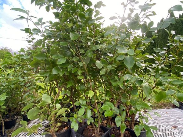 Large Griselinia 4-6 ft in large pots - Main image
