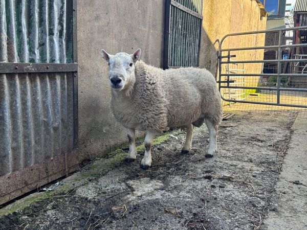 Lairg Cheviot ram - Main image