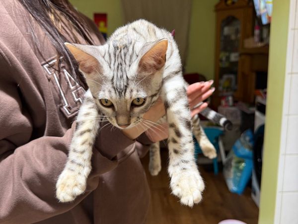 Bengal kitten - Main image