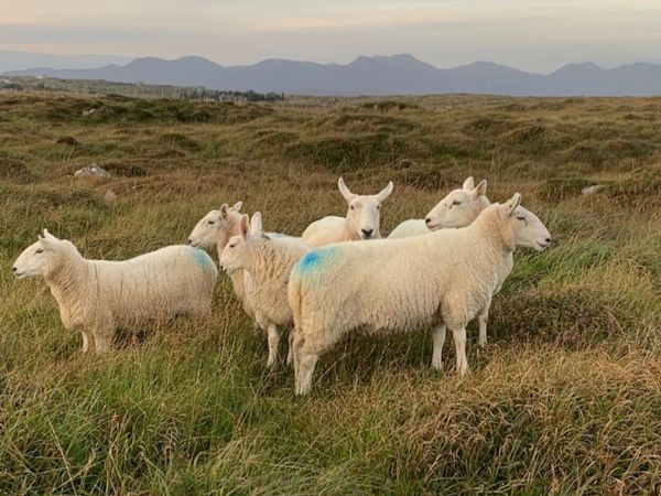 NC Cheviot x ewes - Main image